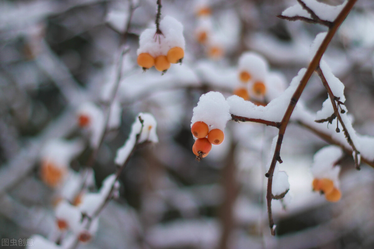 冬韵：红炉点雪，落纸云烟，愿冬来无恙，一切遂意