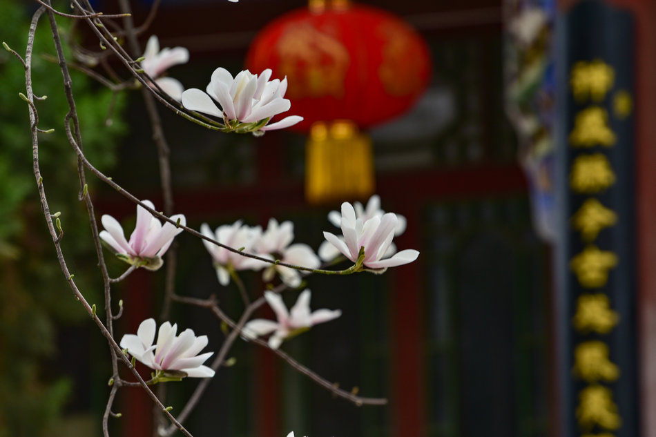 天水千年古玉蘭，滿頭吐玉，芬芳迷人