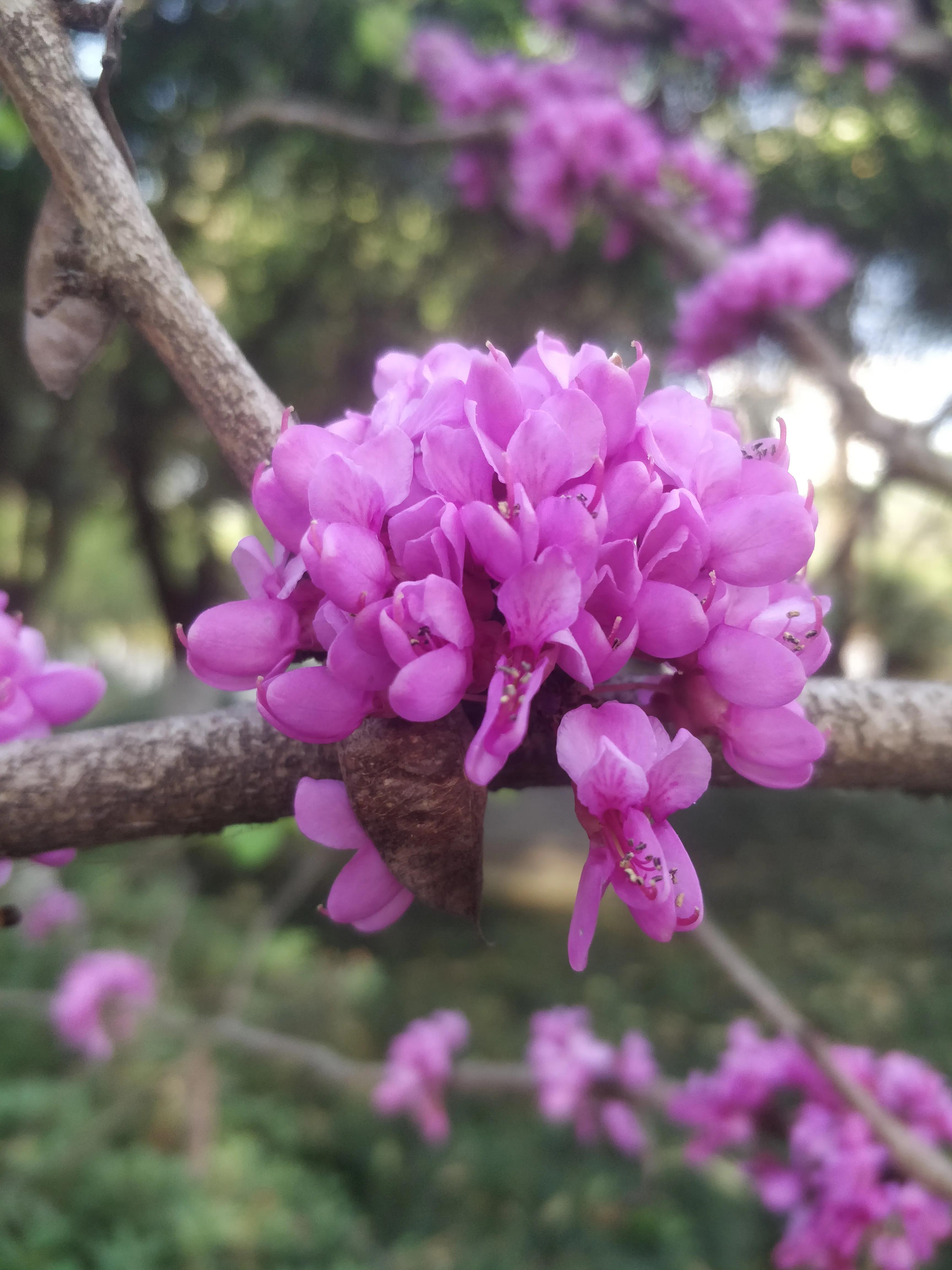 冬去春来满条红，风动紫荆花飘香