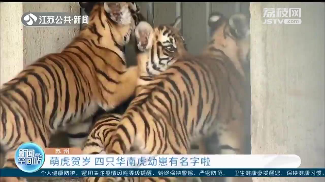 萌虎贺岁！苏州动物园里的四只华南虎幼崽有名字啦