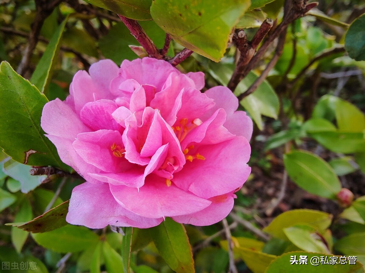 向日葵有个很好的花语：入目无他人，四下皆是你