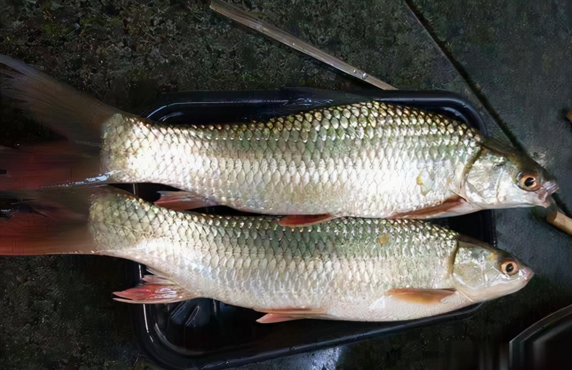 赤眼鳟多少钱一斤俗称