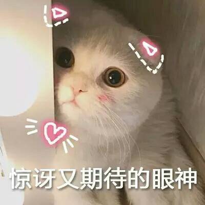 养猫必看：5款热门猫粮测评，选粮不迷茫