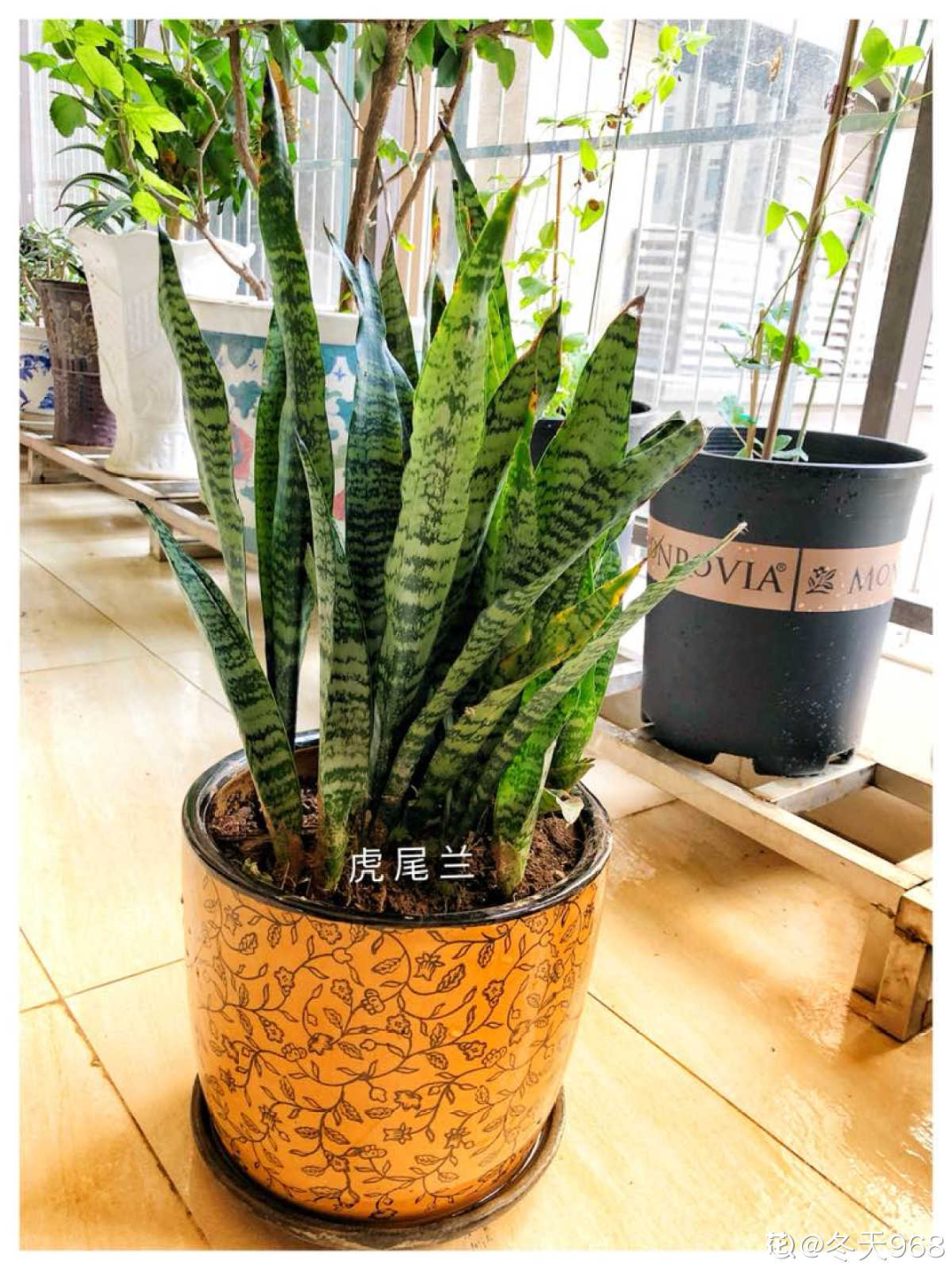 臥室養4種花，一覺睡到天亮，養人養身心