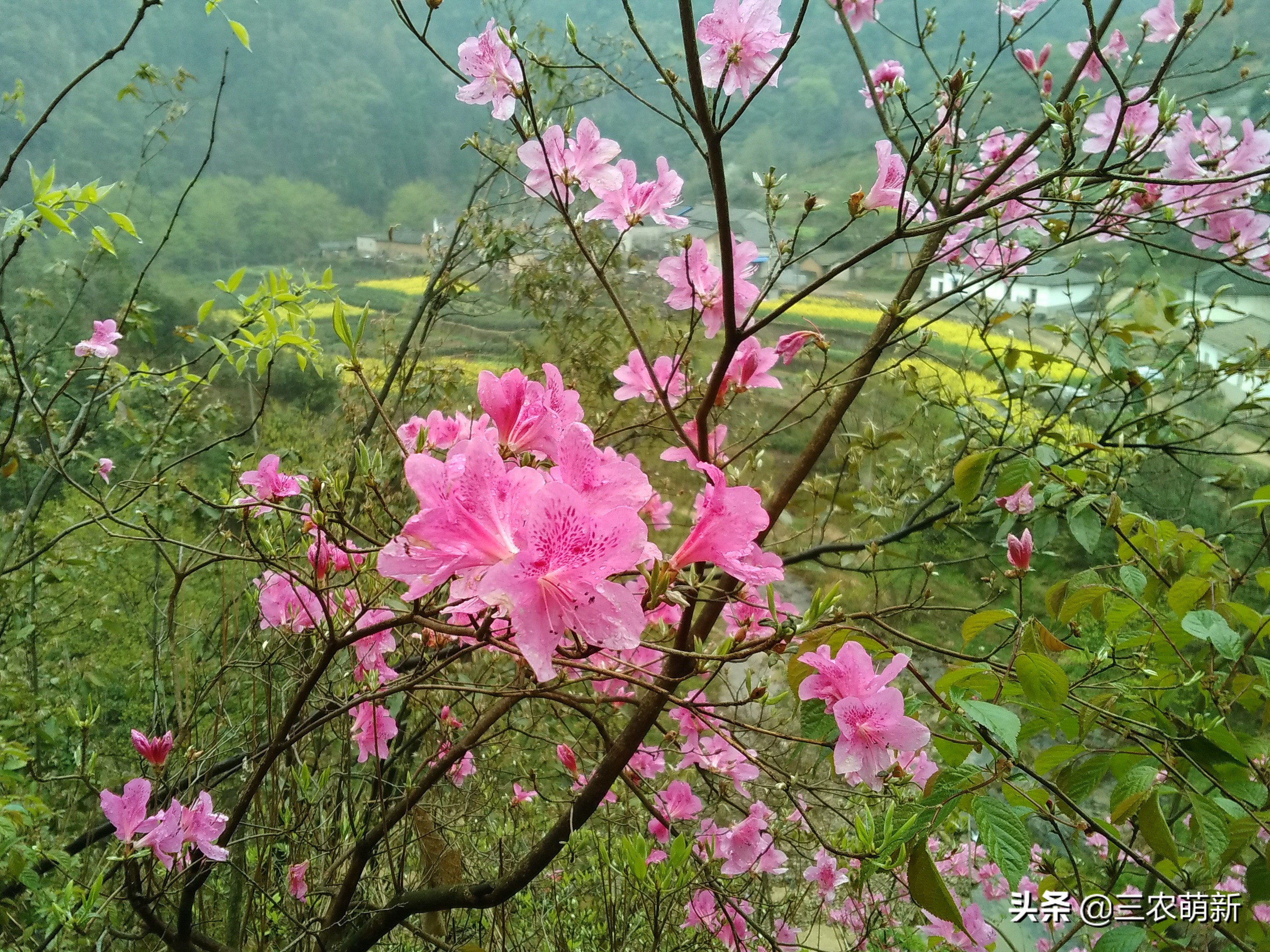 5种“珍稀花”，再漂亮也不能采挖