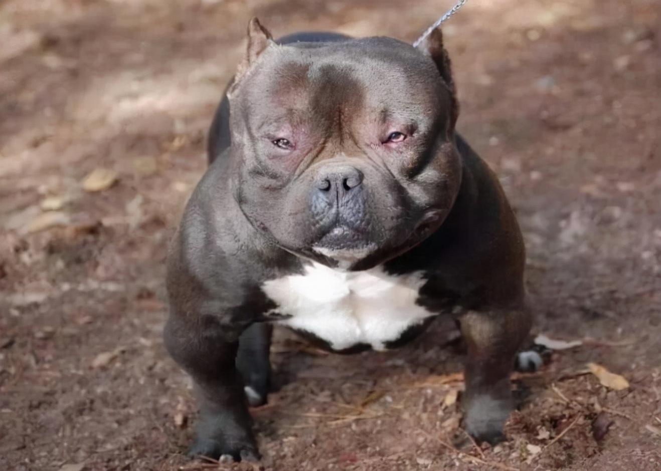 养美国恶霸犬还有一个坏处,那就是它的性格特别的倔