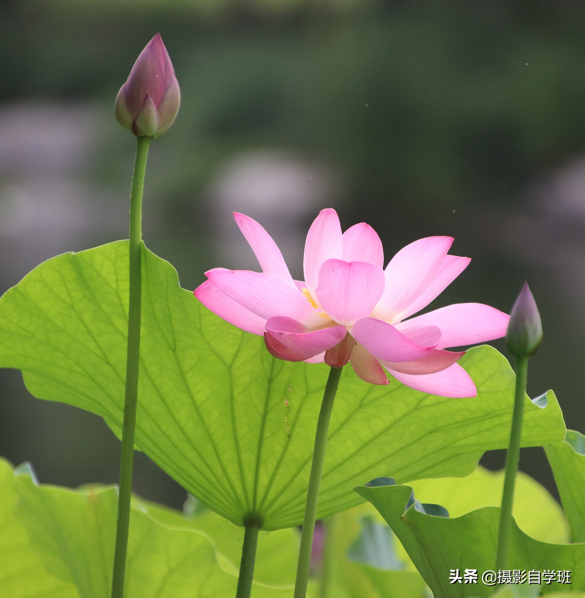 荷花攝影10個構(gòu)圖技巧，拍荷花用對構(gòu)圖，事半功倍