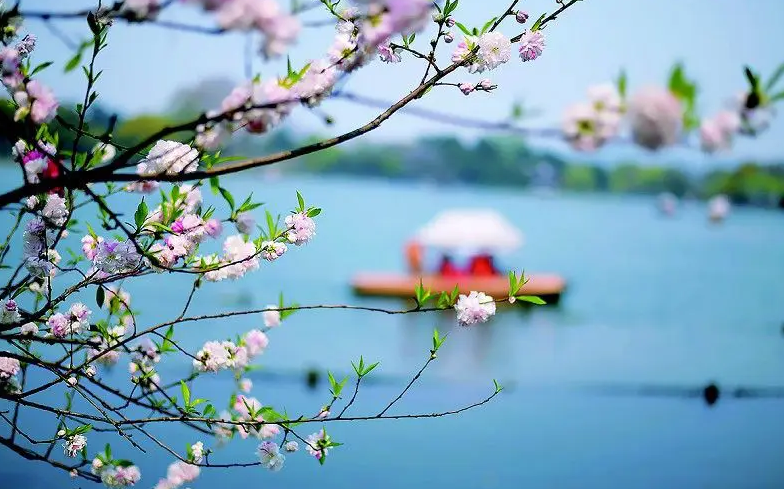 「诗词鉴赏」春门俱是看花人，十二首看花的诗词，看尽春花烂漫