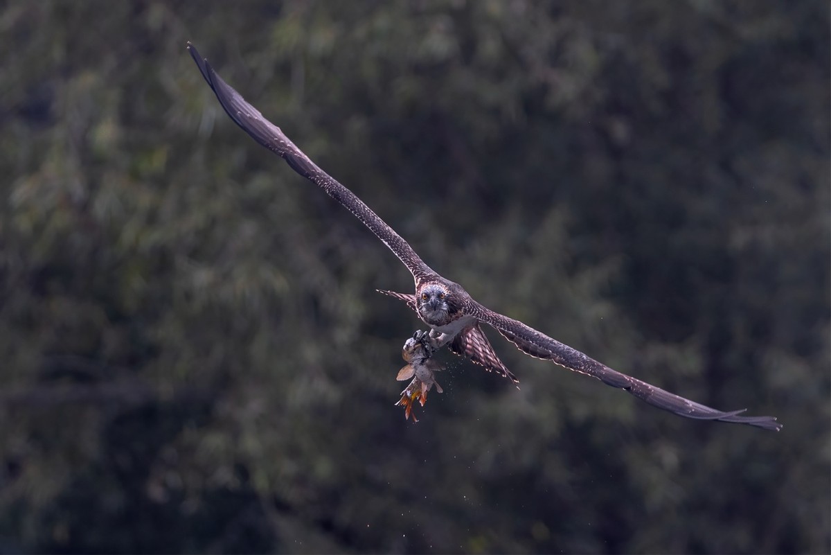 以热爱为名发现自然之美 那些野性瞬间背后的故事