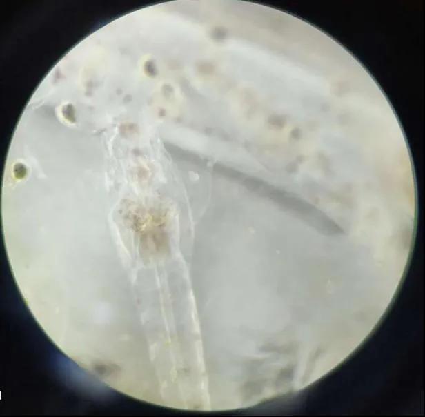 南美白对虾，玻璃苗，白苗，致死率高达70%以上