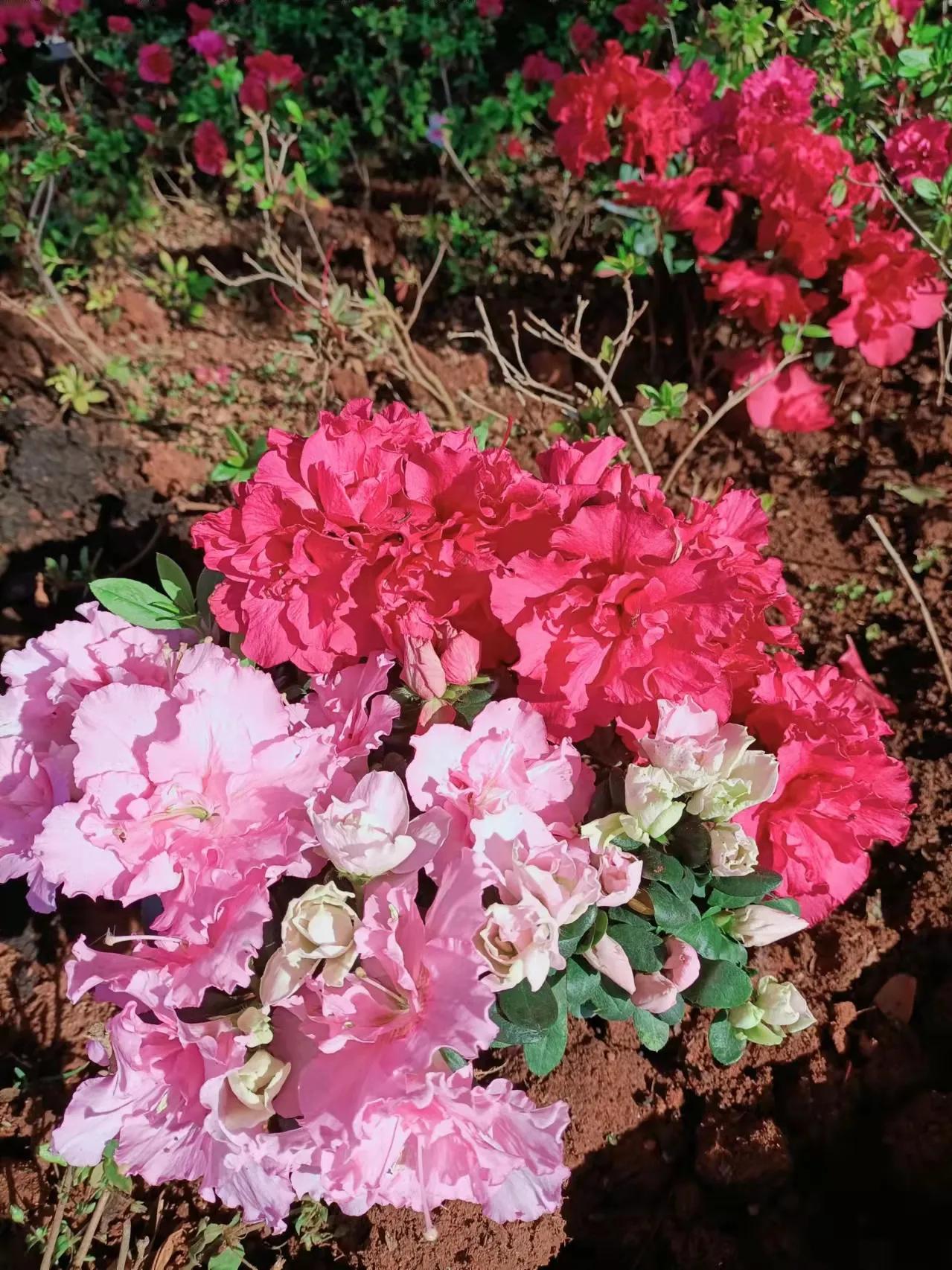 贺虎年元宵节专集