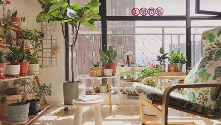 全网最火的12种高颜值绿植，杀手or圣手，就看这篇了