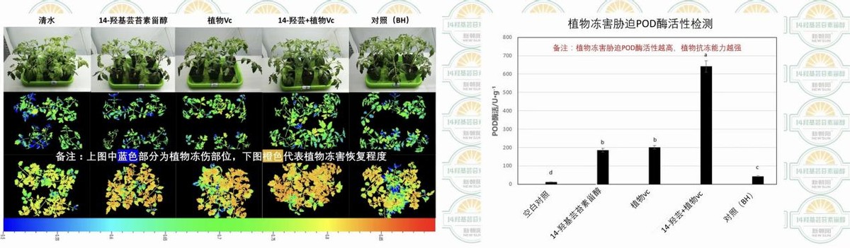 芸苔素能防寒抗冻？这篇文章告诉你真相