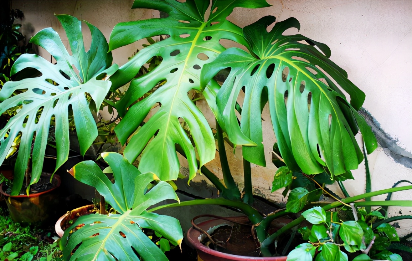 除甲醛植物十大排名（3种常见甲醛克星的绿植）