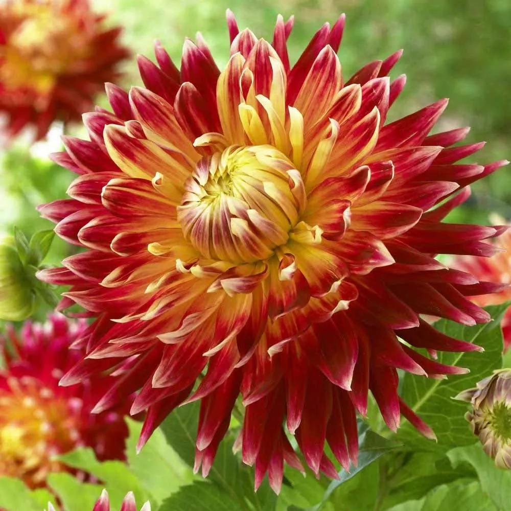 花朵美图｜温柔甜美的初吻、大丽花、耧斗菜花朵合集160张