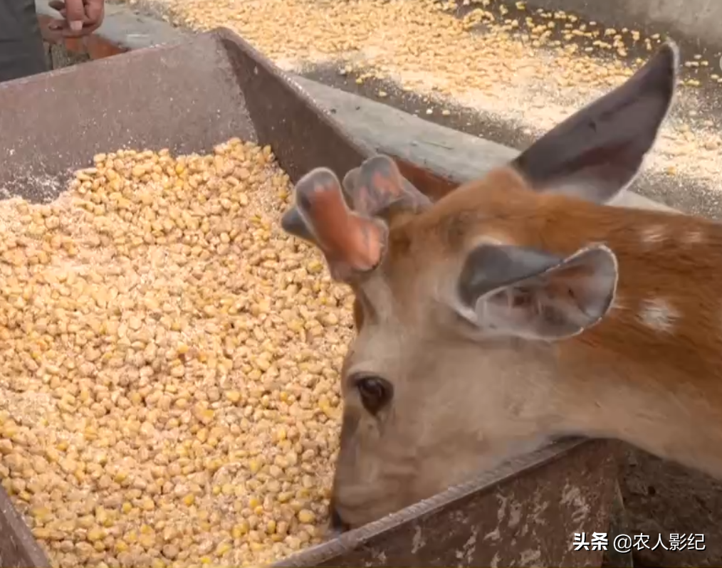 贵州小伙养殖淘汰鹿，三招助力变废为宝，年销售5000多万元