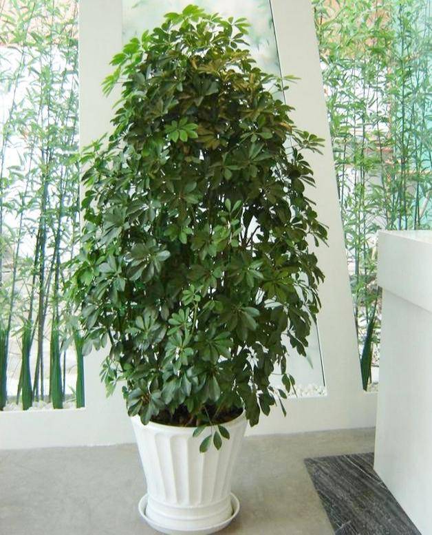 9,招财树——招取四方之财