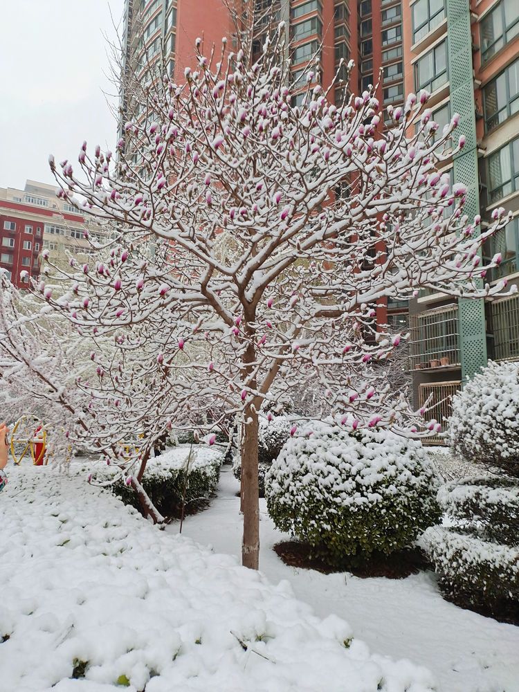 一场雪，让这里的春天真美 摄影/诗文：李武兵