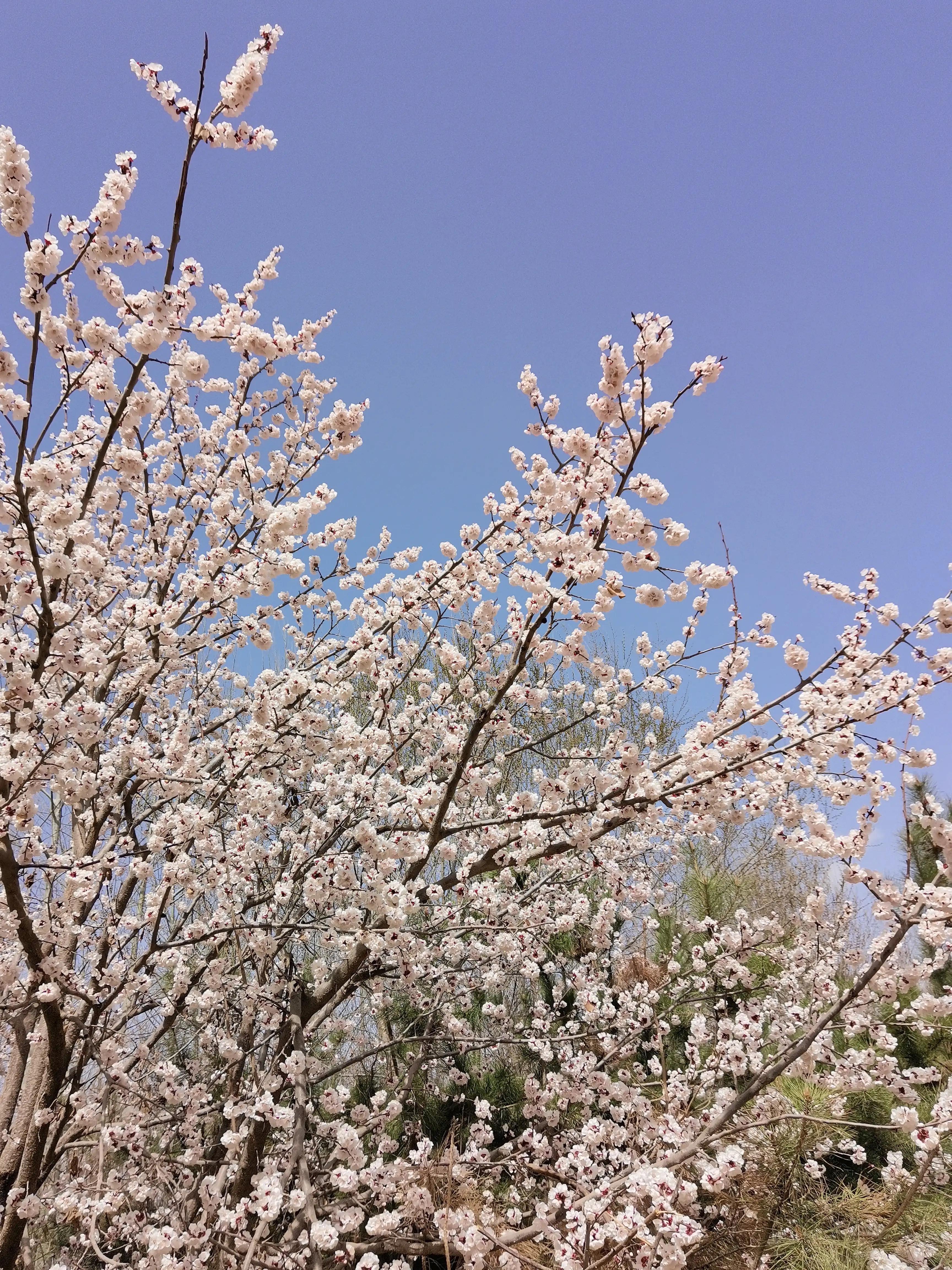 春有百花秋有月，花好月圆总关情