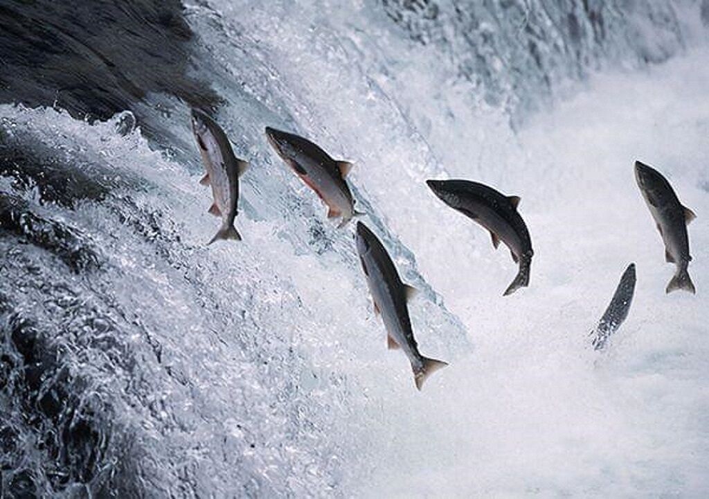 长江再现神秘物种——鳤，十年禁捕：若不保护，将无鱼可吃