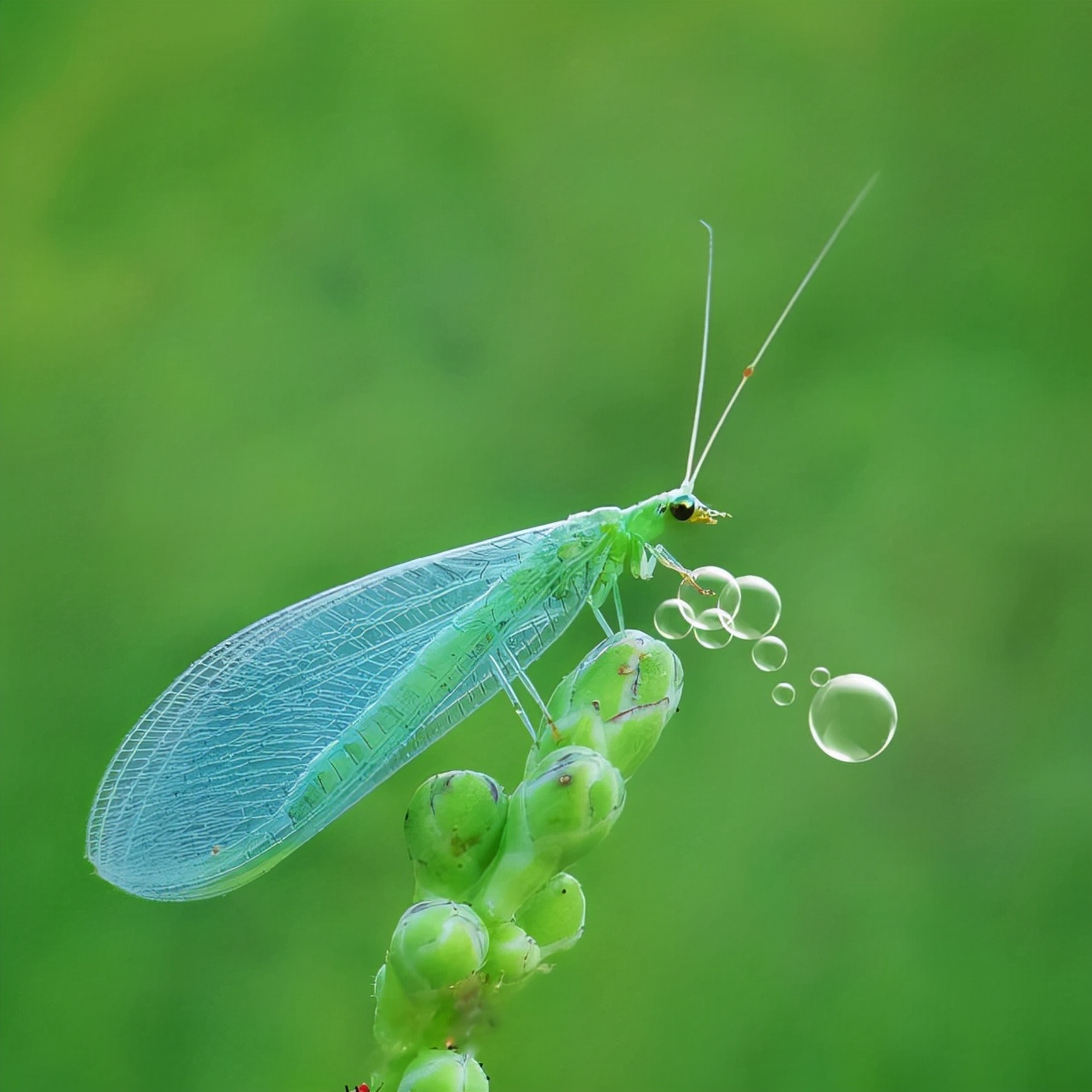 蚯蚓是昆虫吗（盘点对人类有益的10种昆虫）
