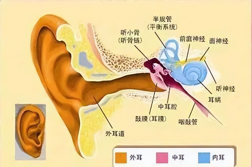 什么样的耳朵有福图解图片