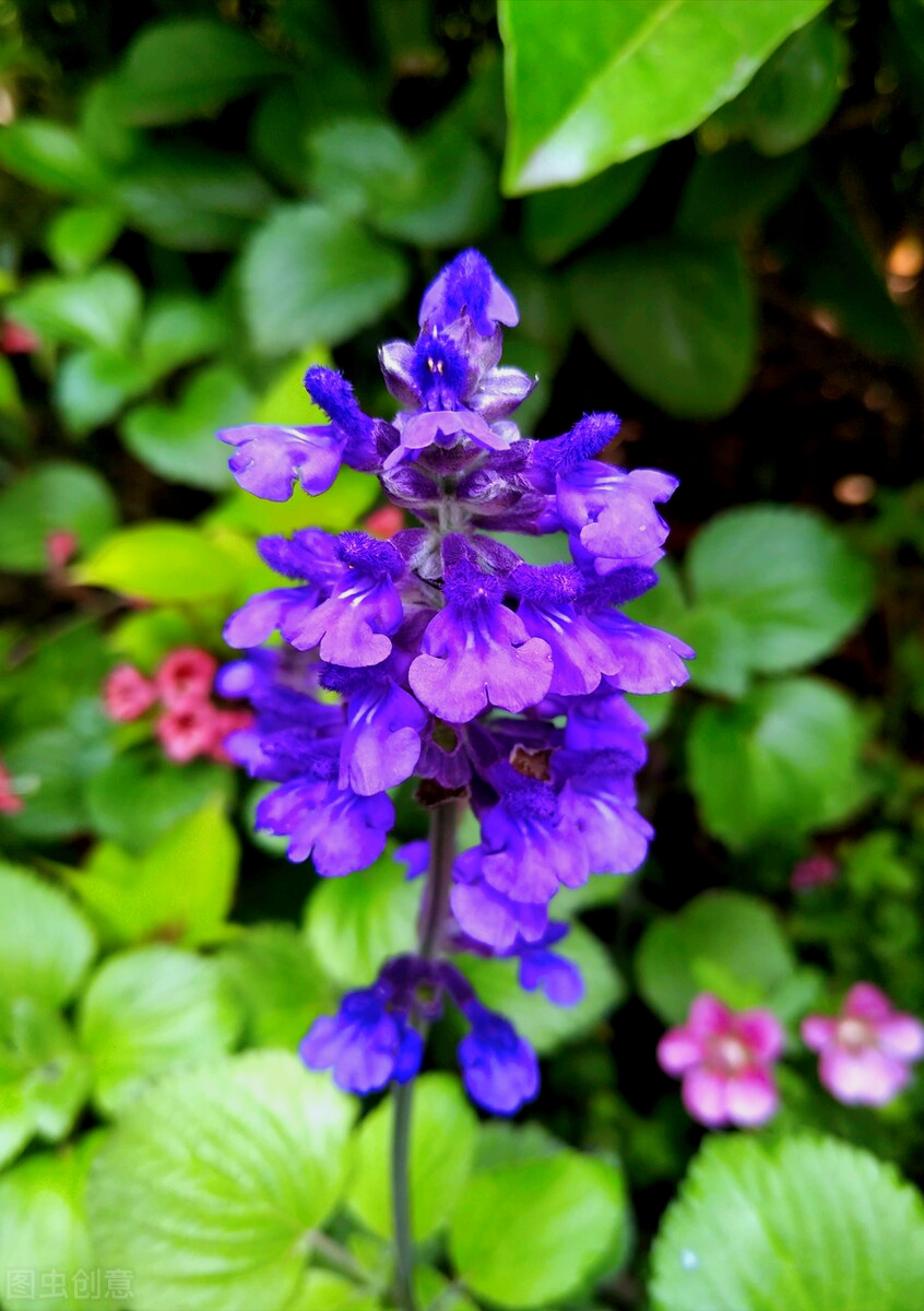 一花一深爱，万紫千红花争艳，春花烂漫时光好，花香世界人人爱