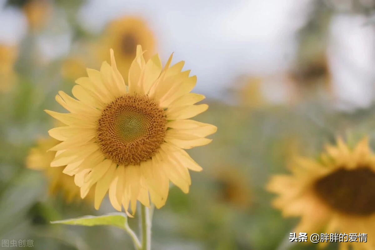 不苦不累，生活无味；不拼不搏，等于白活；吃得苦中苦方为人上人