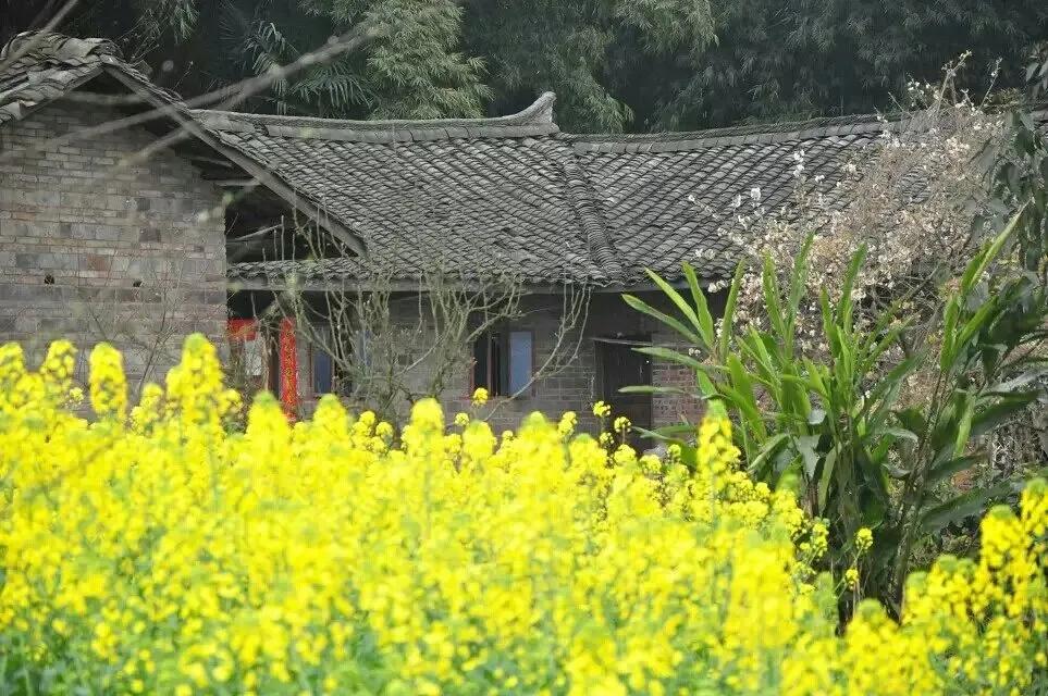 花开的清浅，风跟的紧，摇落花瓣入杯盏，荡漾出一个诗意的春天