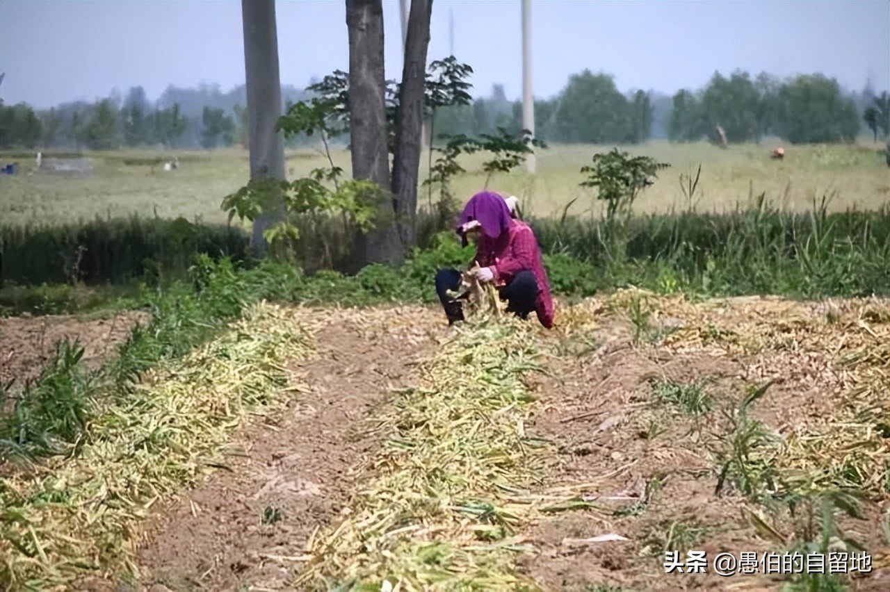 五月，实拍苏北丰县首羡镇的“鬼庄”