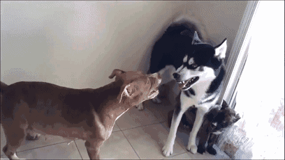 这5种狗，打架厉害，却不适合当警犬，有你喜欢的吗？