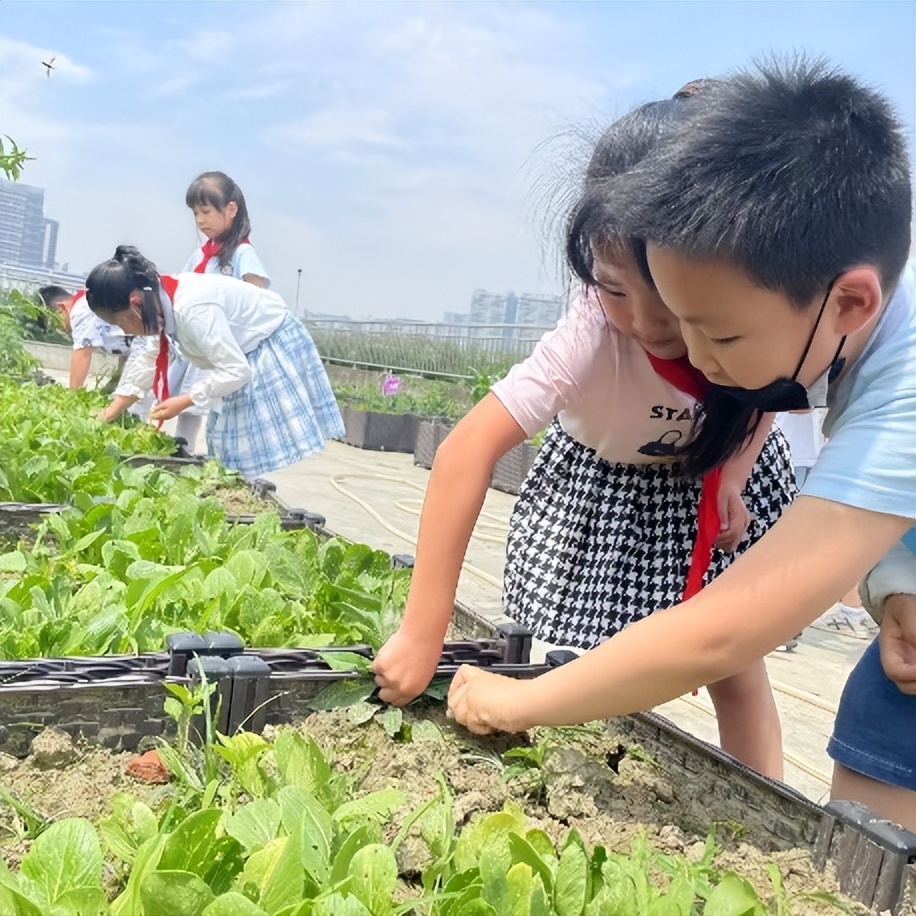 “蔬”香为伴，“勤”满校园｜中和小学开展“空中农场”种植活动