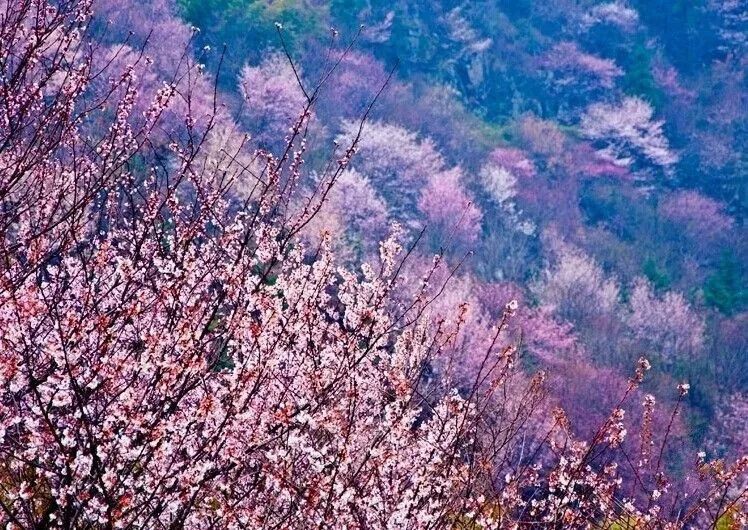 中国古人赏樱吗？中国究竟有没有樱花文化？关于樱花的诗词有哪些