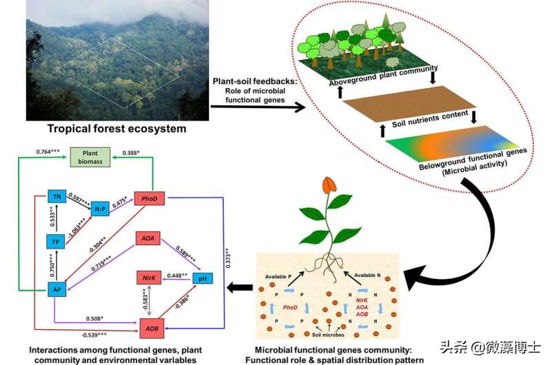 根据生态系统的需要，在土壤环境中引入微生物