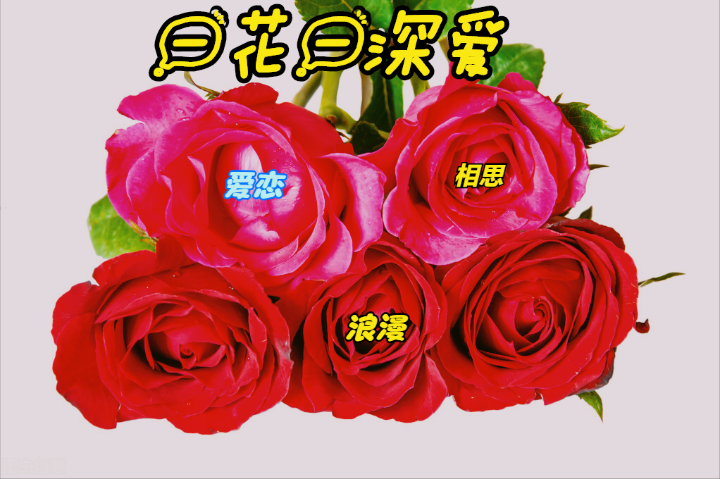 一花一世界，一念一欢喜，绽放的花瓣悄然治愈了所有疲惫与忧愁。