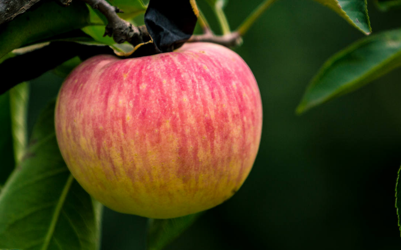 苹怎么读？苹的读音和意思