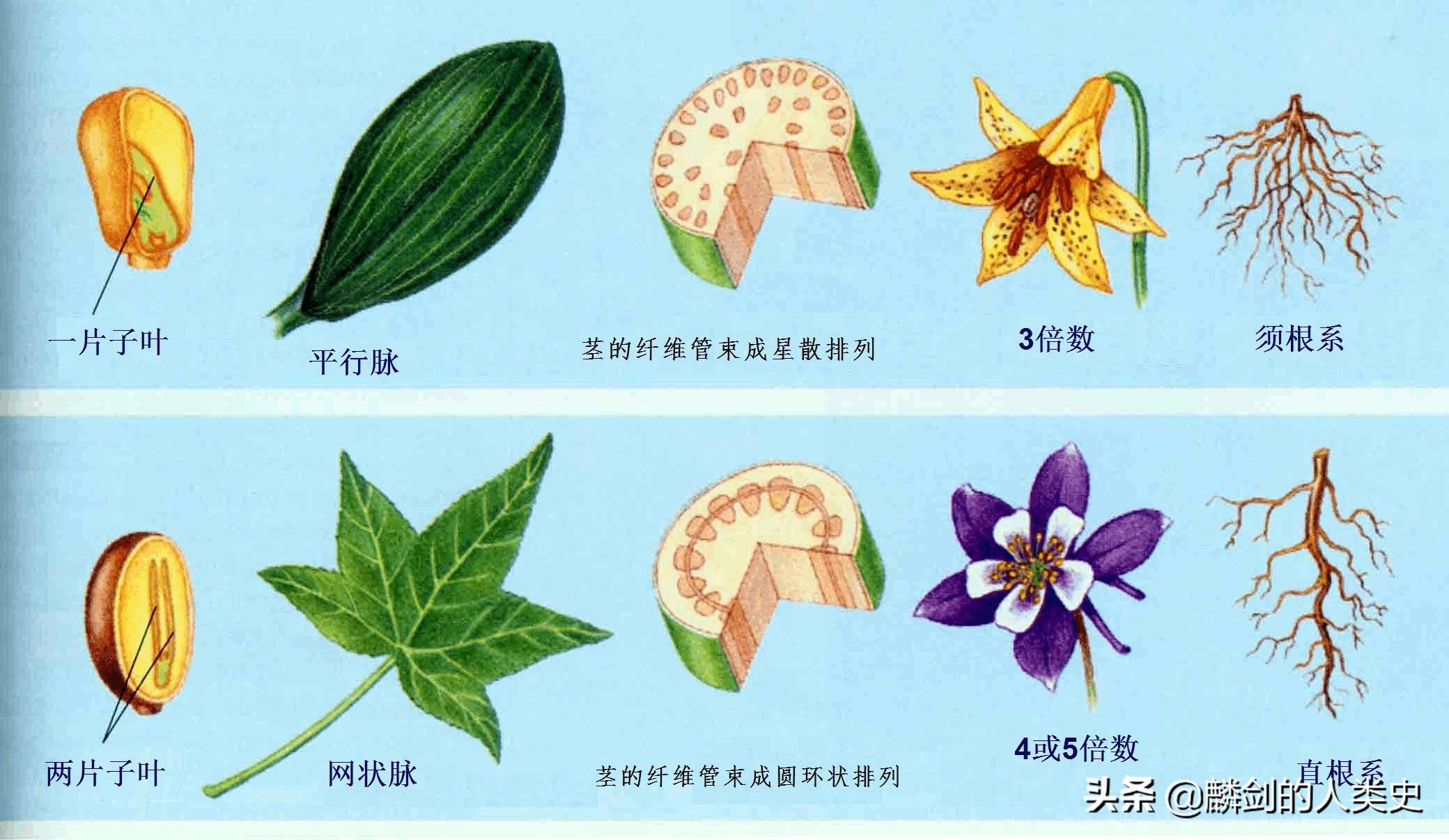 双子叶植物图片及名称,双子叶植物图片_大山谷图库