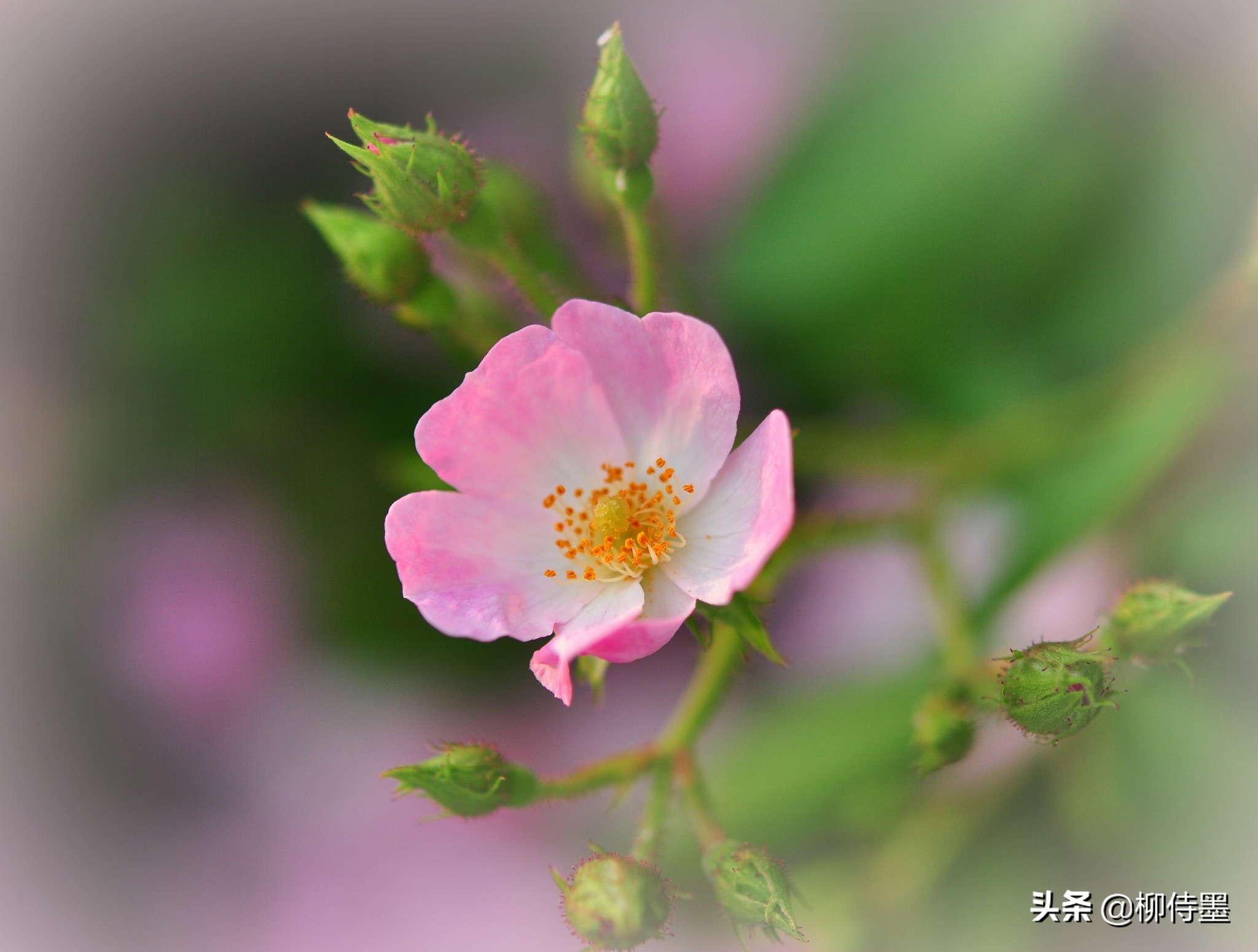 中老年阿姨玩轉(zhuǎn)手機(jī)攝影，照片想要高級感爆棚？一個技巧就搞定