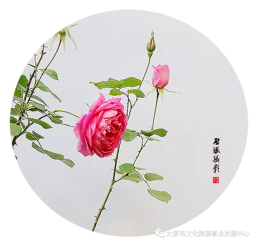 线上展览|“山河春意 锦绣太原——花的世界”主题摄影线上图片展（七）