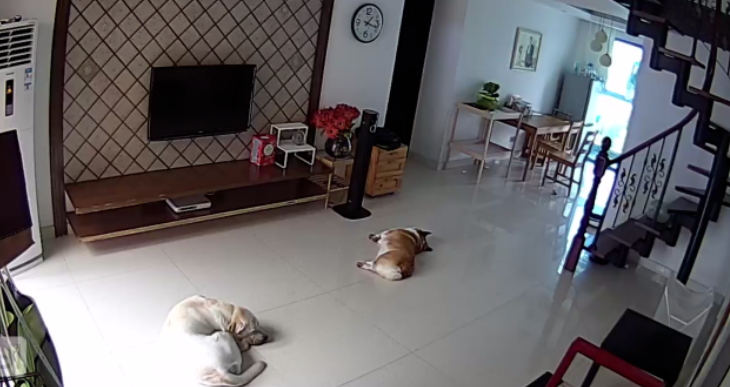 狗狗獨自在家時都在做什麼？