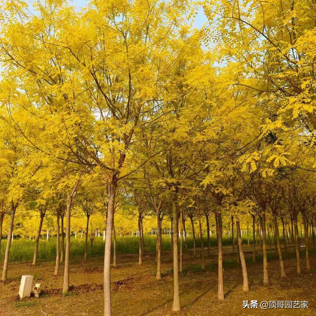 紫叶李简介（盘点15种适合庭院的彩叶植物）