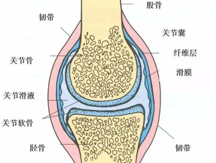 我国农村常见的蓖麻，为何在美国是国家机密和战略物资？