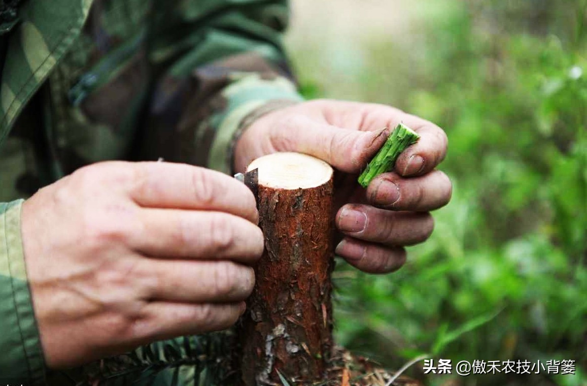 嫁接树的最佳时间是几月份（果树最细嫁接方法分享教学）