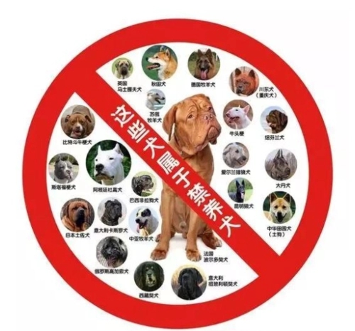 中国30种禁养烈性犬品种名单公布，养狗爱好者需谨慎选择合法犬种