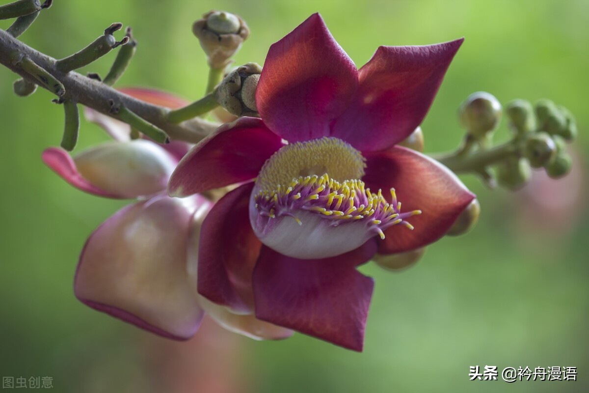 菩提的意思(一花一木一世界,一叶一树一菩提的意思)