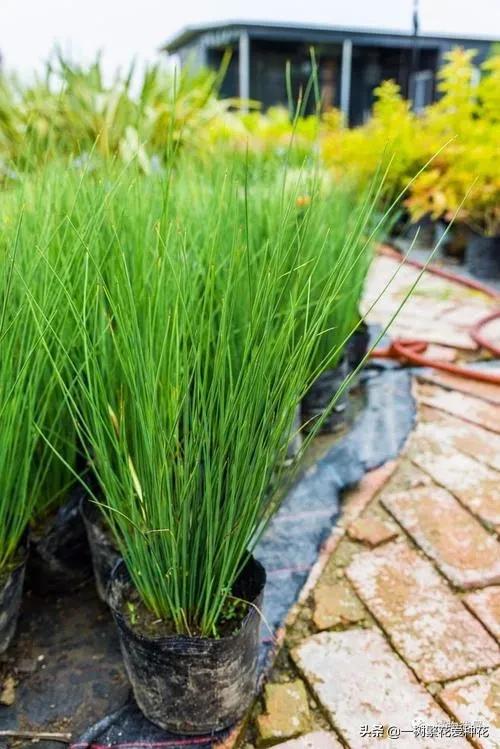 沿阶草图片(25种观赏草) - 赤虎壹号