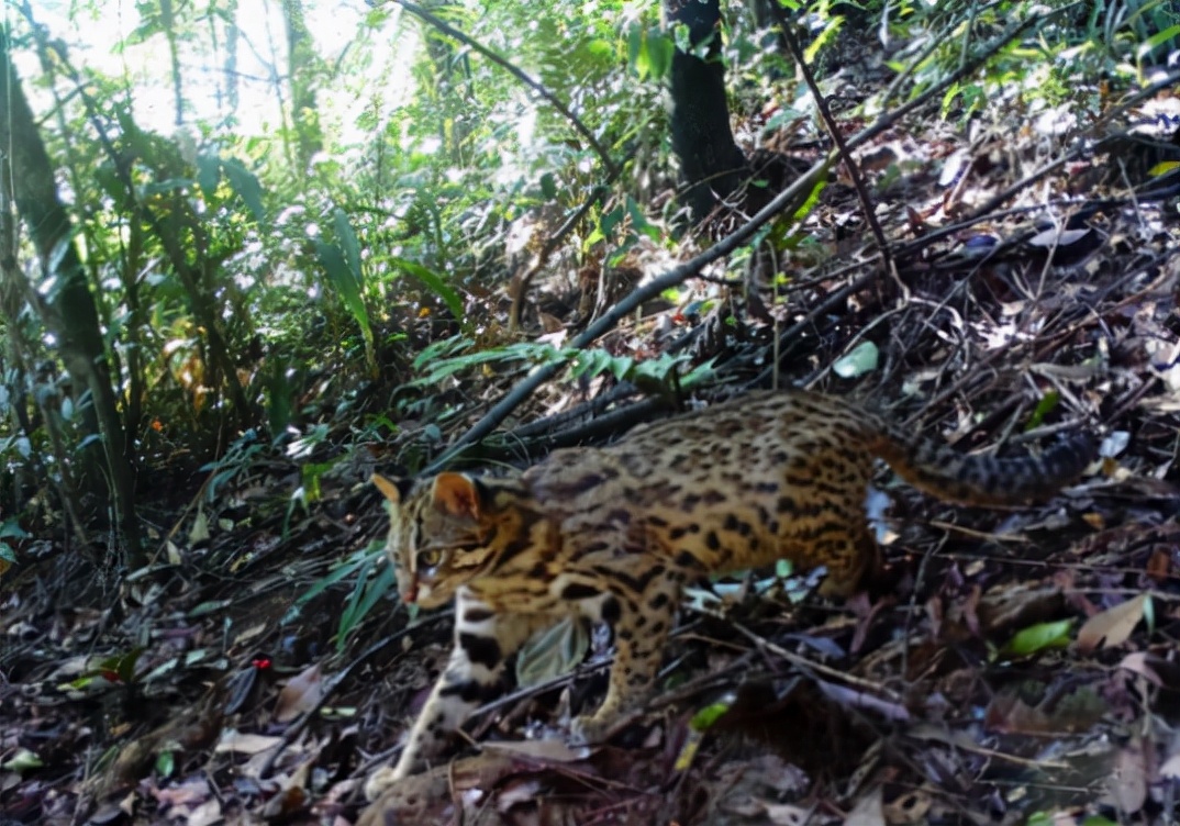 广东连山发现“石虎”，当下南方主流的猛兽，从镜头前霸气走过
