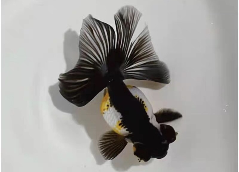 金鱼品种大全之龙种金鱼 天天看点