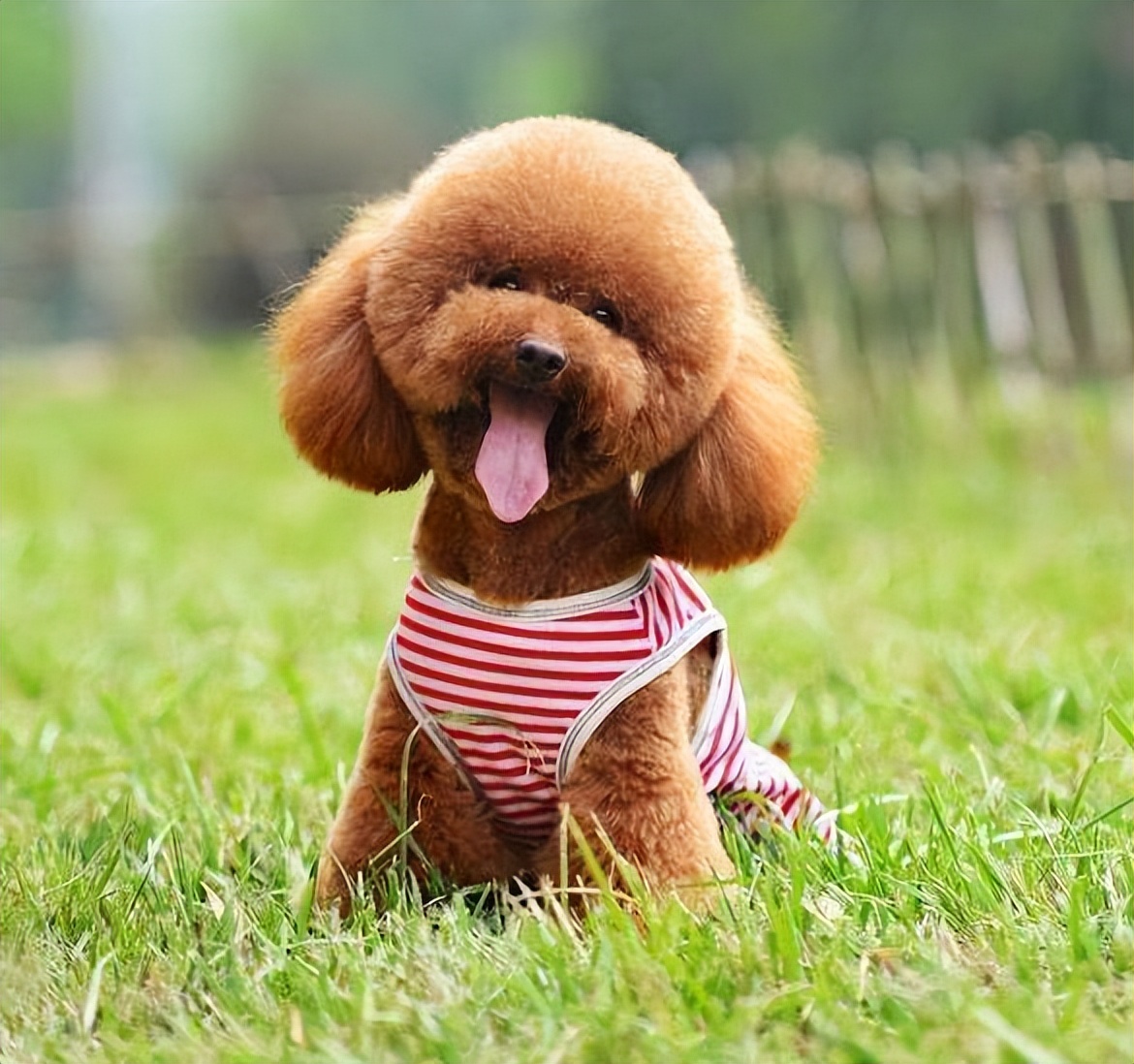 大泰迪狗图片(纯种) - 赤虎壹号