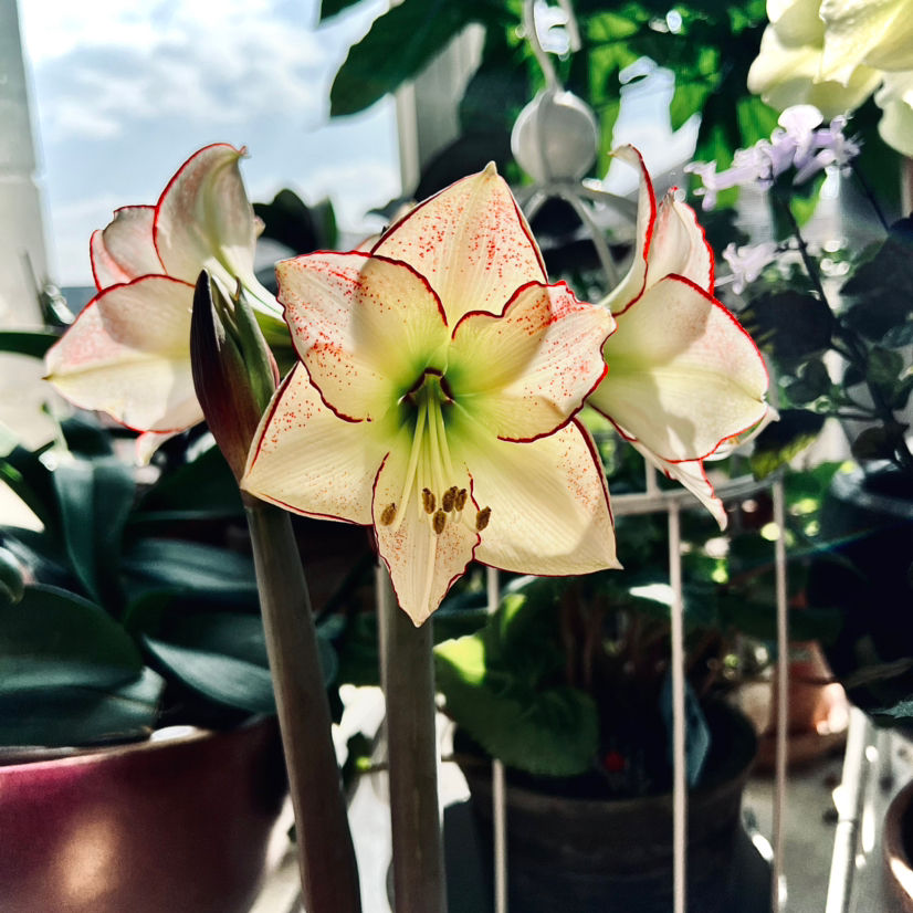 花的種植,花的種植方法和過程